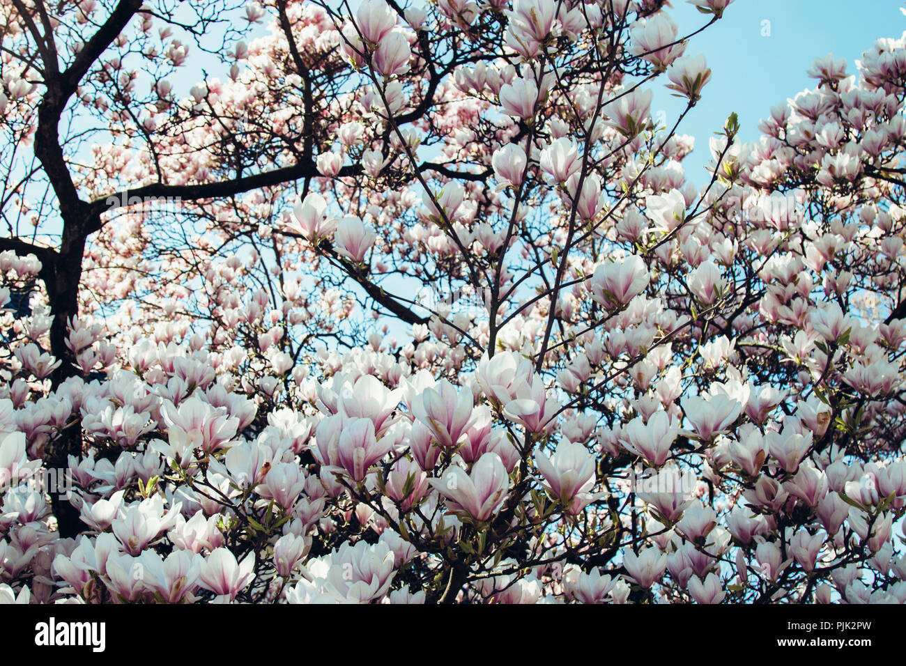 Albero di magnolia in fiore in primavera sole, Foto Stock