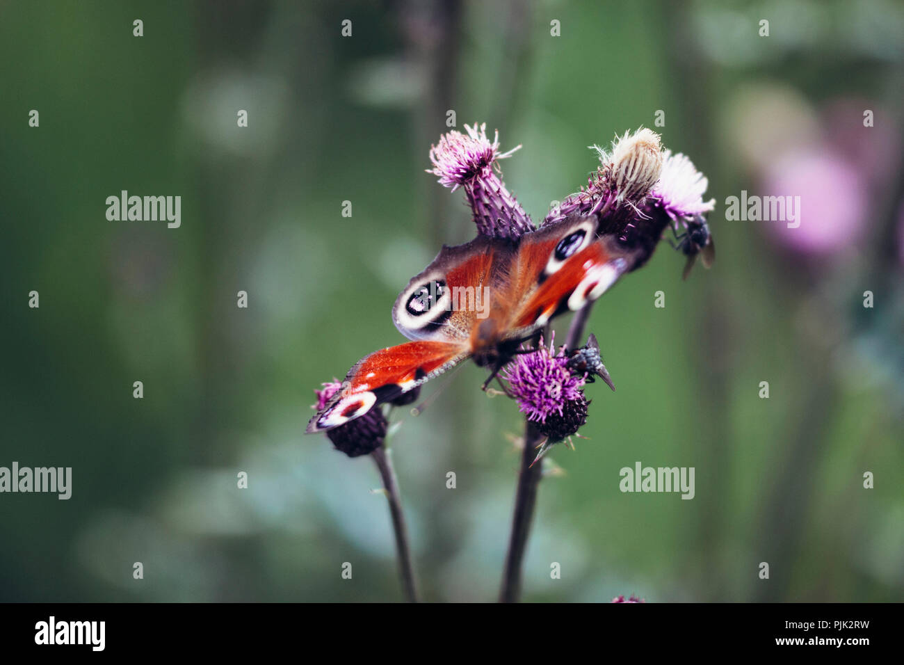Farfalla farfalla pavone su un prato selvatico, Foto Stock