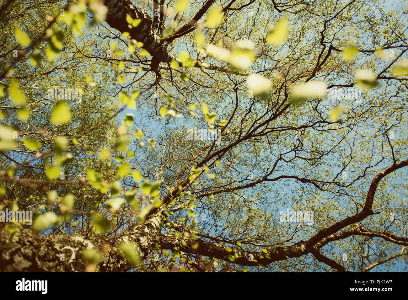 Una betulla con fresche foglie verdi in primavera la luce del sole, Foto Stock