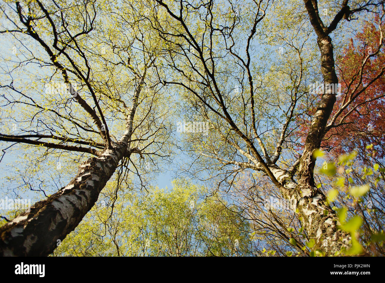 Una betulla con fresche foglie verdi in primavera la luce del sole, Foto Stock