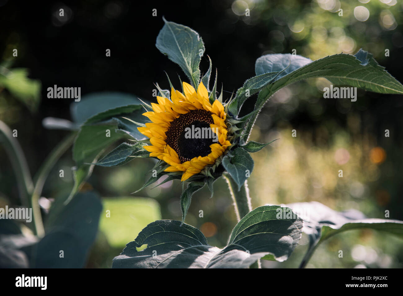 Una bella giornata calda e soleggiata in ottobre, escursione attraverso il giardino, Foto Stock