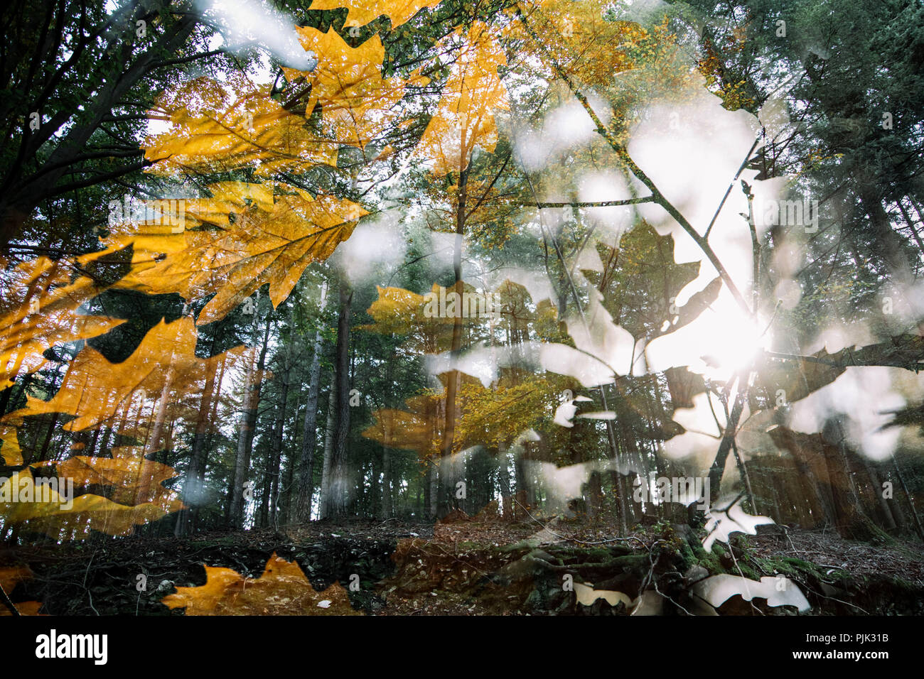 Passeggiata nella foresta di Teutoburgo nel Wistringhauser Senne vicino Oerlinghausen, giornata calda e soleggiata in ottobre, autunno umore Foto Stock