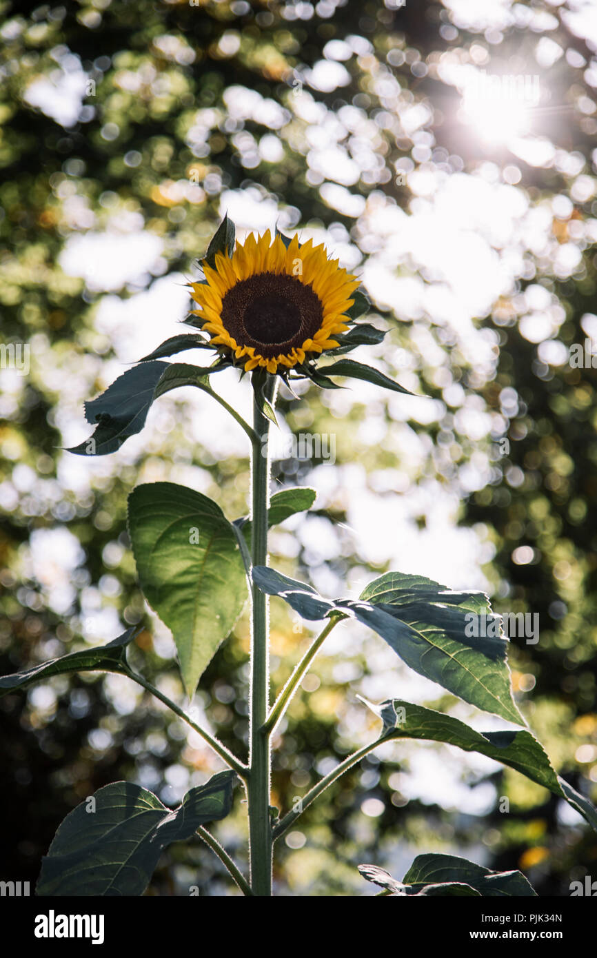 Una bella giornata calda e soleggiata in ottobre, escursione attraverso il giardino, Foto Stock