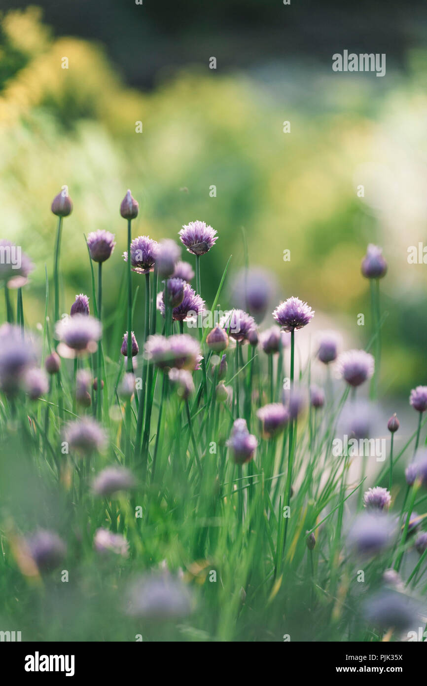 Fioritura di erba cipollina in giardino Foto Stock
