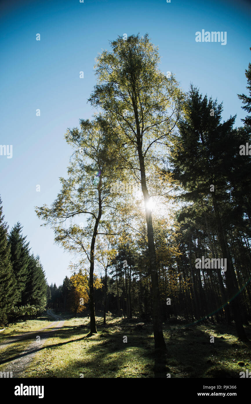Passeggiata nella foresta di Teutoburgo nel Wistringhauser Senne vicino Oerlinghausen, giornata calda e soleggiata in ottobre, autunno umore Foto Stock