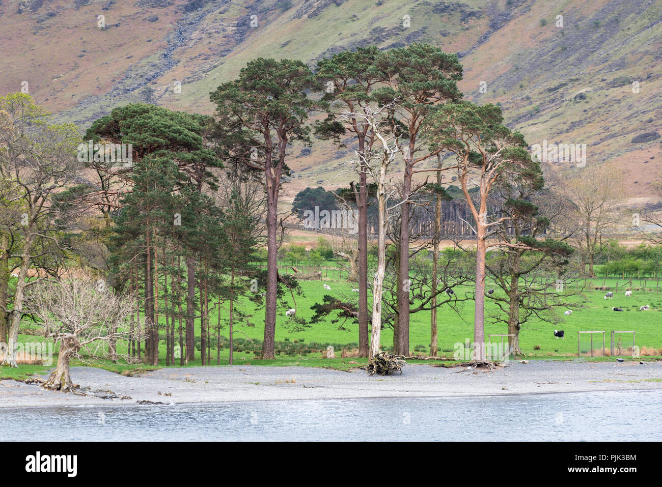 Un filare di alberi lungo la riva del lago con pecore nel lussureggiante verde erba, Inghilterra Foto Stock