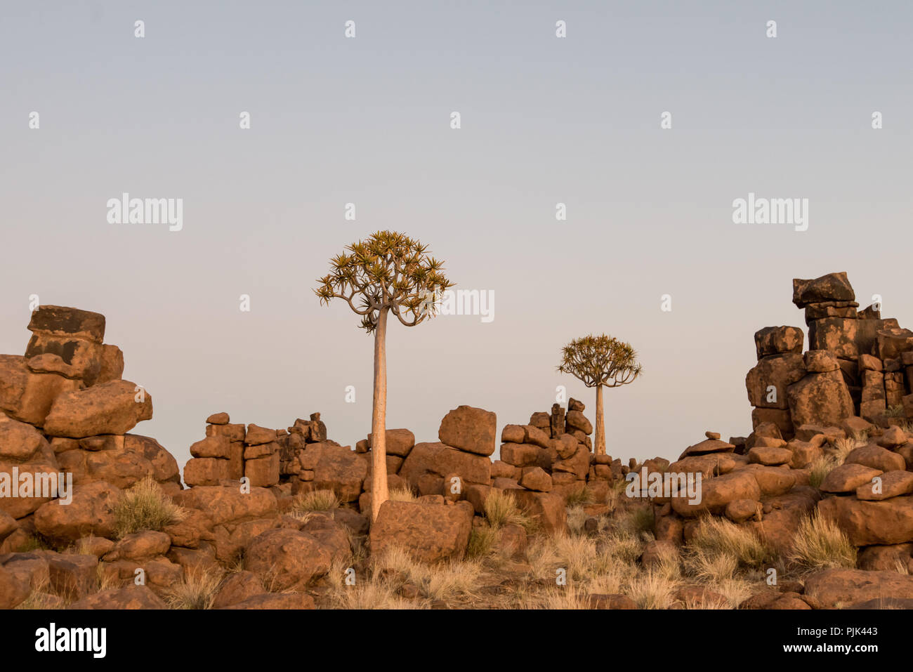 Faretra alberi nella faretra Tree Forest / 'gigantesco parco giochi nei pressi di Keetmanshoop, sud della Namibia Foto Stock