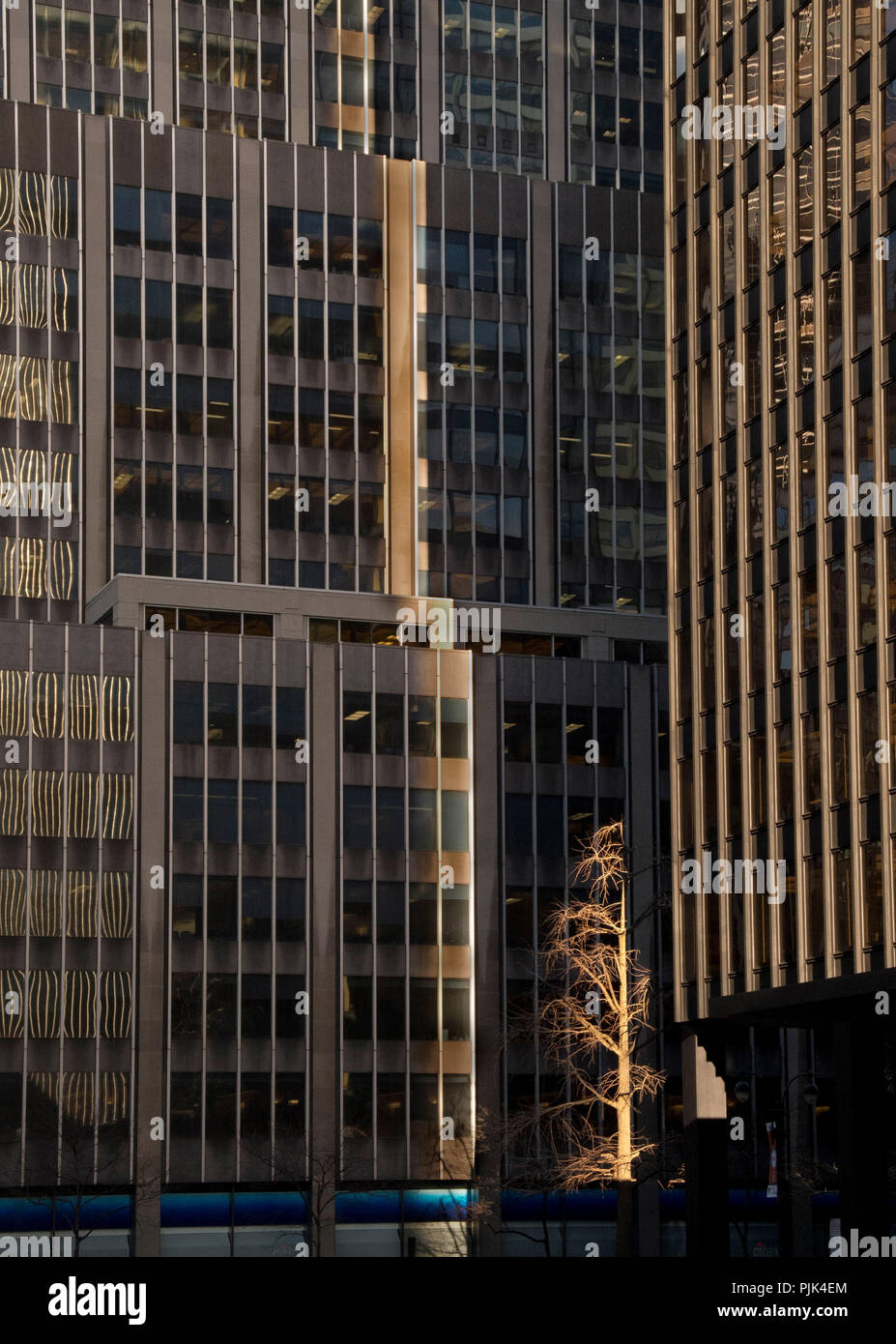 Grattacieli e un solitario albero sfrondato nel centro cittadino di Manhattan, a New York City, Stati Uniti d'America Foto Stock