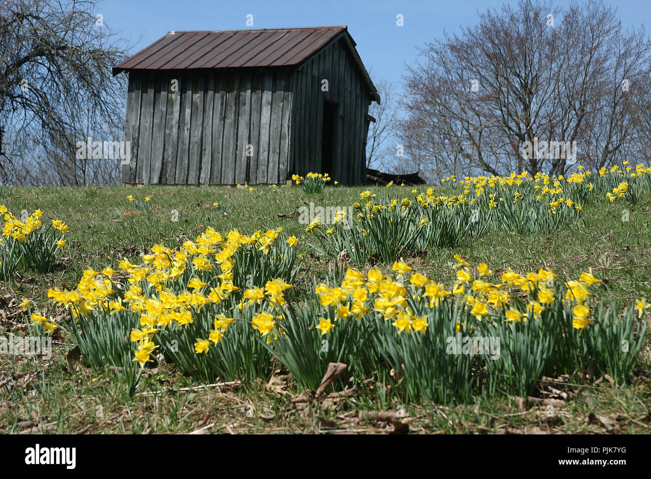 Piccolo casolare circondato da narcisi in Virginia della campagna Foto Stock