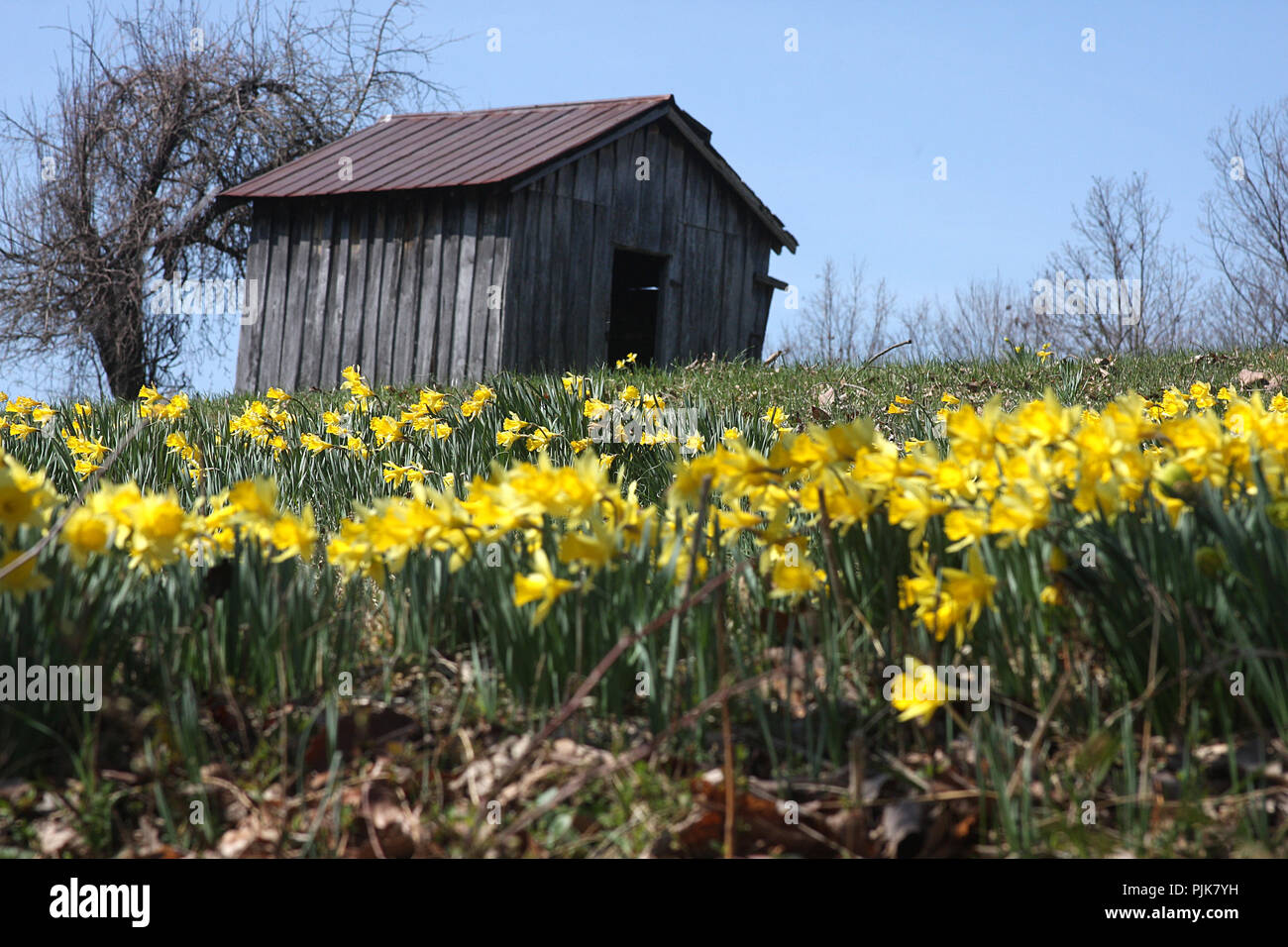 Piccolo casolare circondato da narcisi in Virginia della campagna Foto Stock