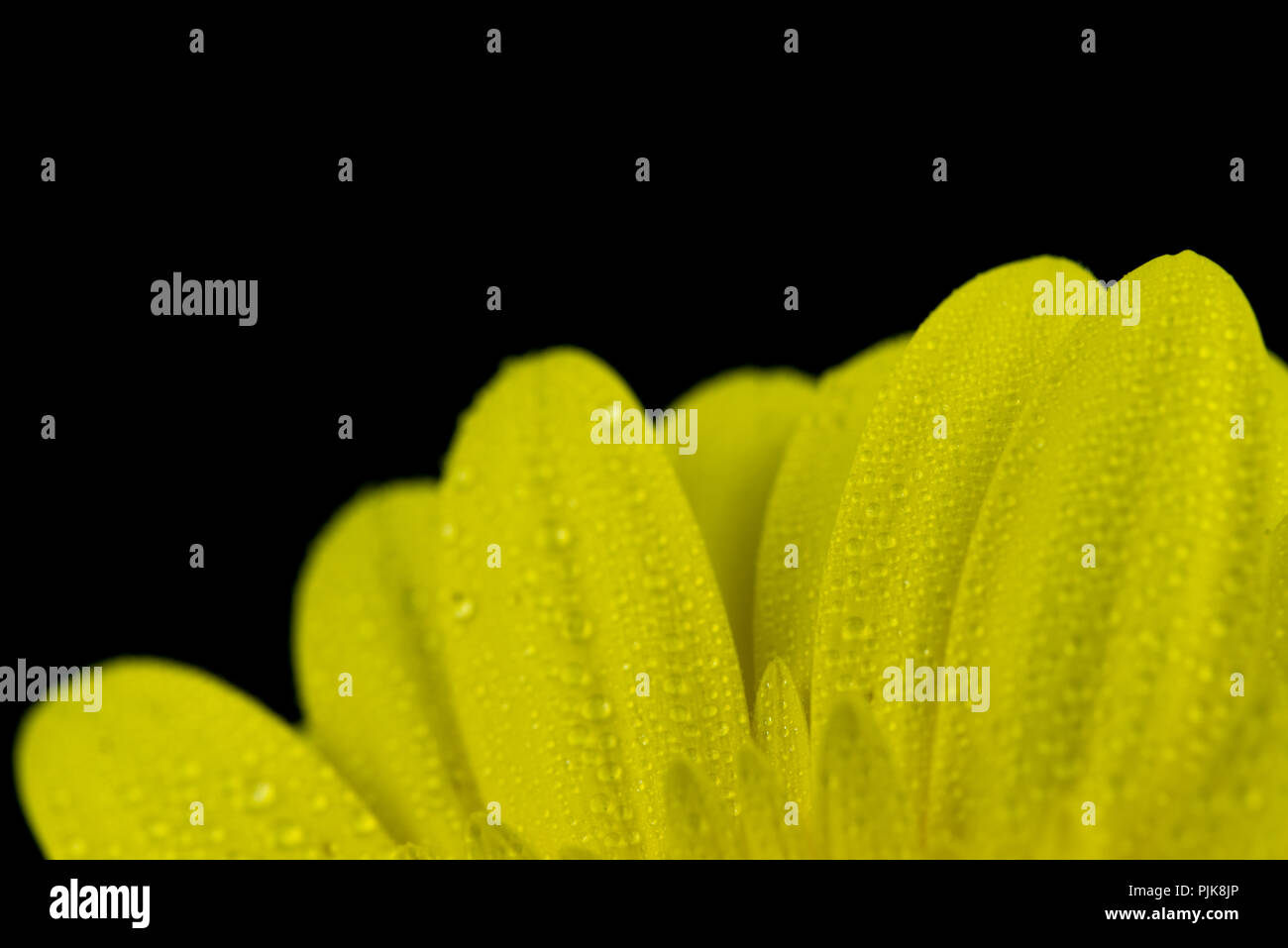 Gerbera gialla fiore Foto Stock