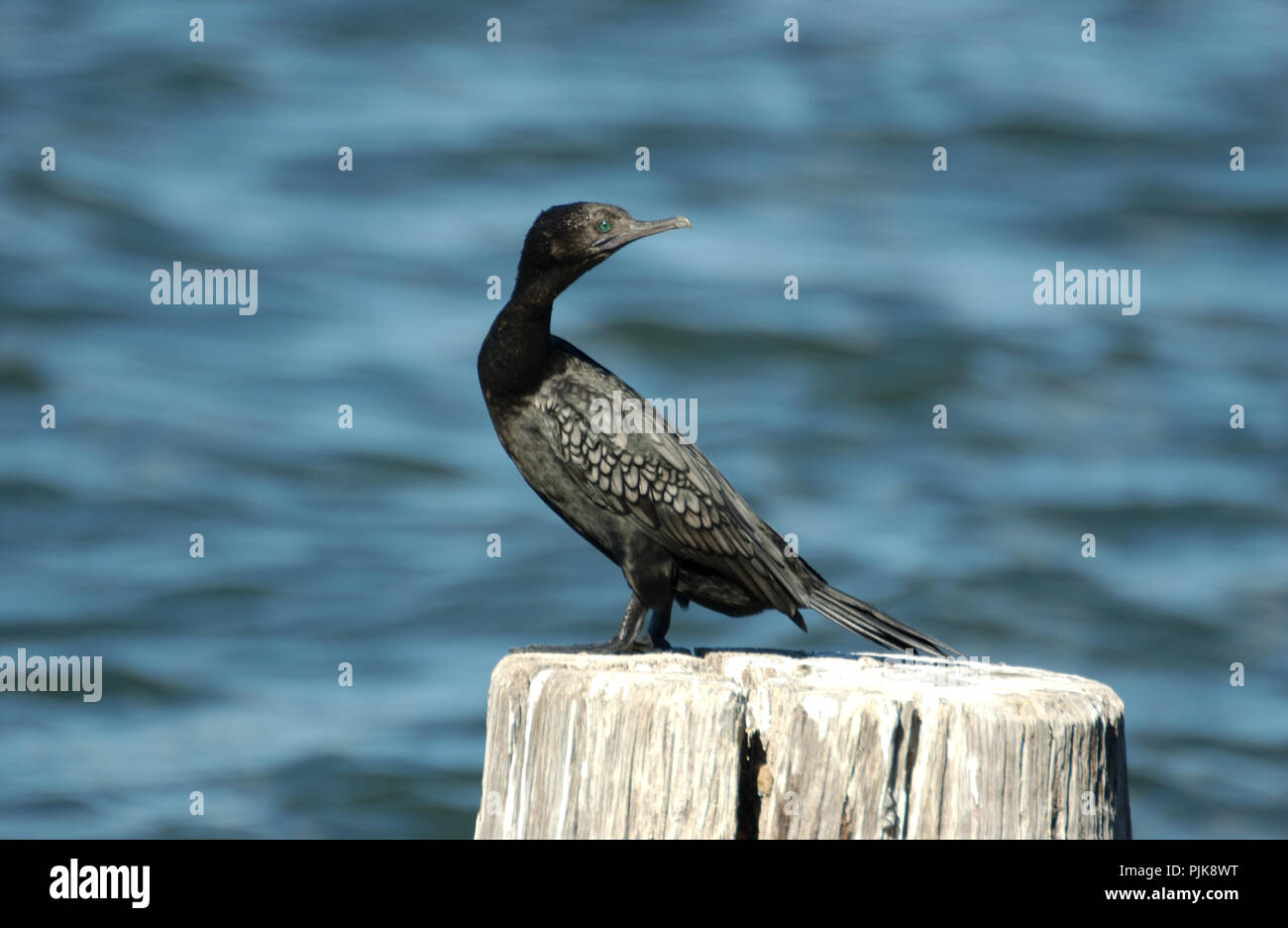 Il little black cormorano (Phalacrocorax sulcirostris) è un membro della famiglia di cormorani di uccelli marini. Western Australia. Foto Stock