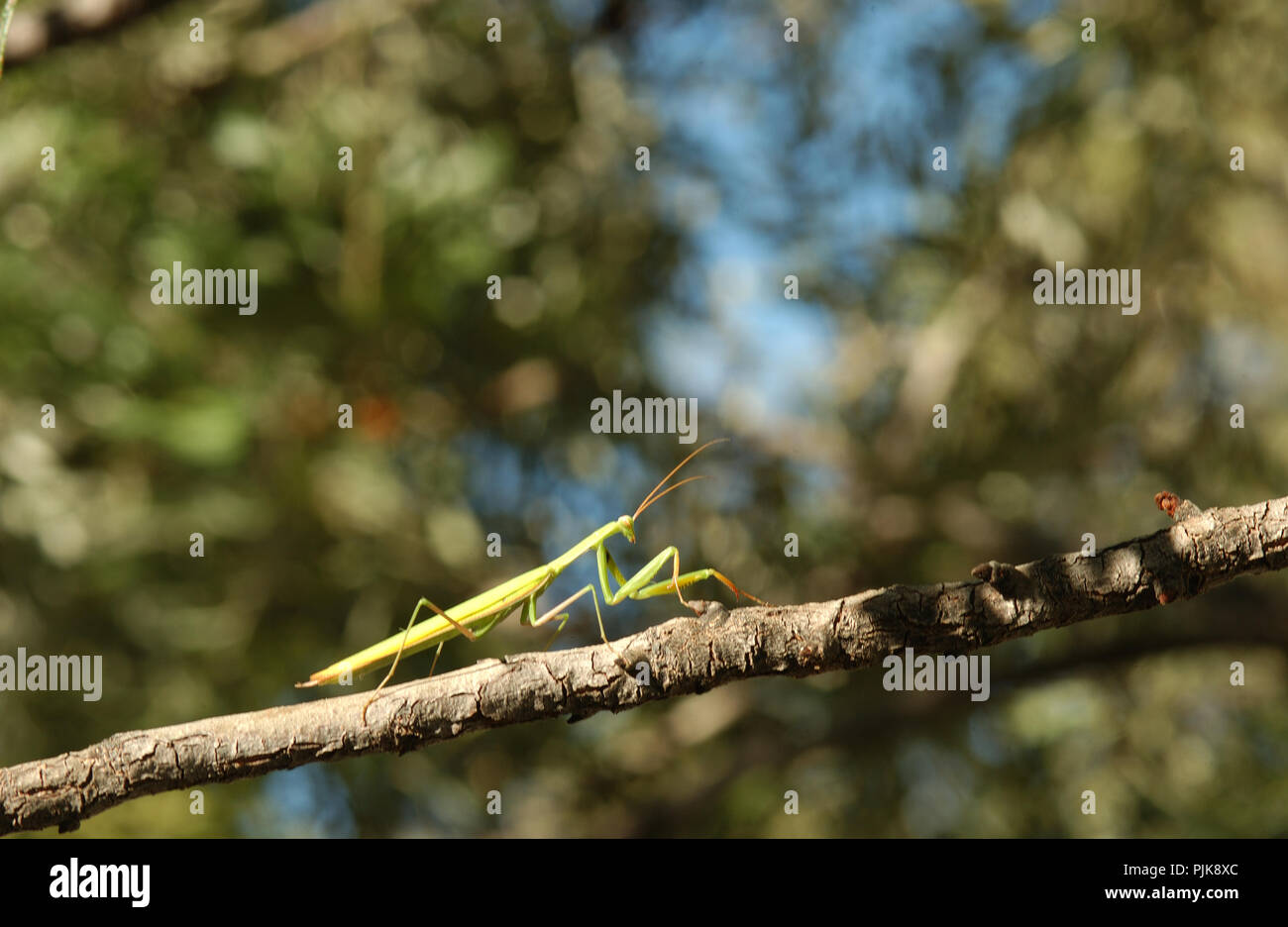 Mantide religiosa o mantide religiosa è un grosso insetto hemimetabolic nella famiglia del Mantidae ('mantids') Foto Stock