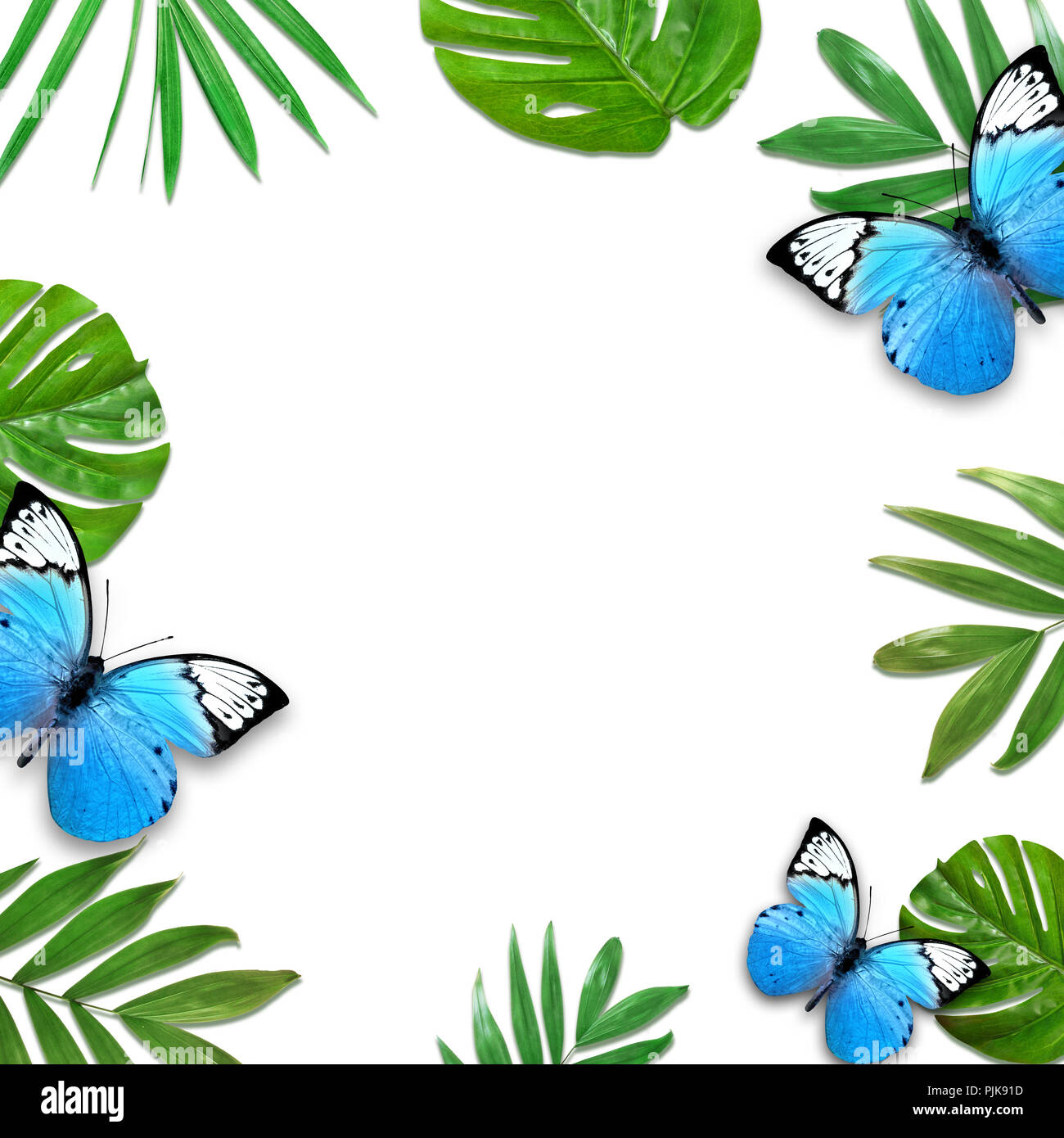 Layout creativi di fogliame su uno sfondo bianco con spazio per il testo. Telaio di foglie e butterfly. Sfondo floreale. Vista da sopra. Foto Stock