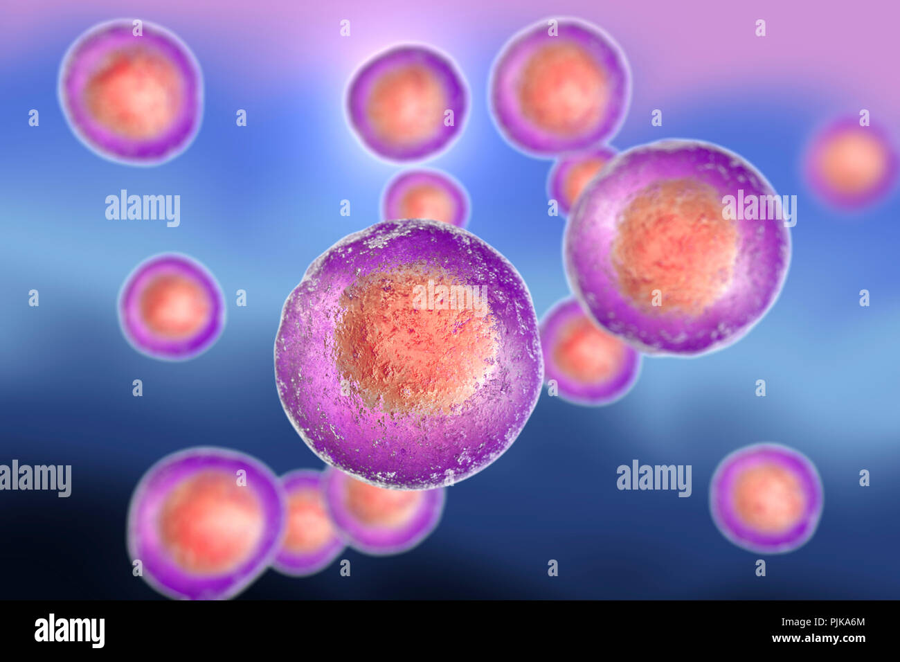 Le cellule staminali embrionali umane, illustrazione del computer. Foto Stock