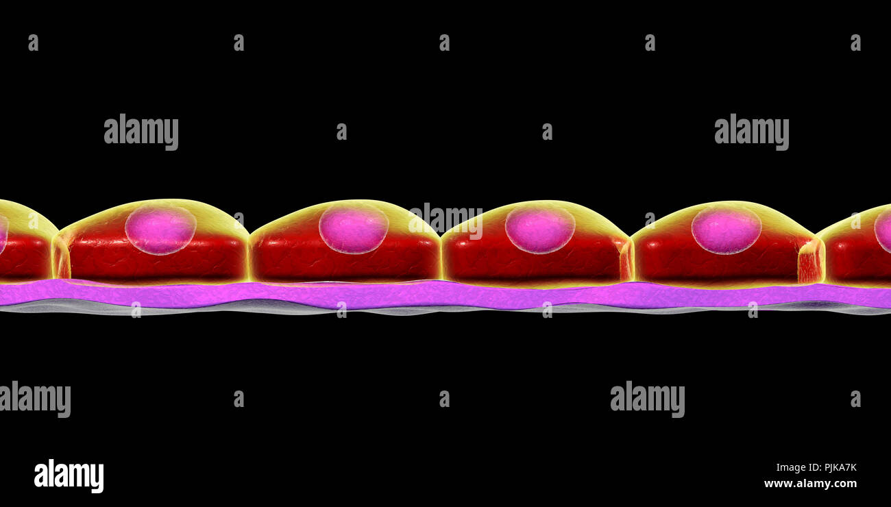 Semplice epitelio squamoso, illustrazione del computer. Foto Stock