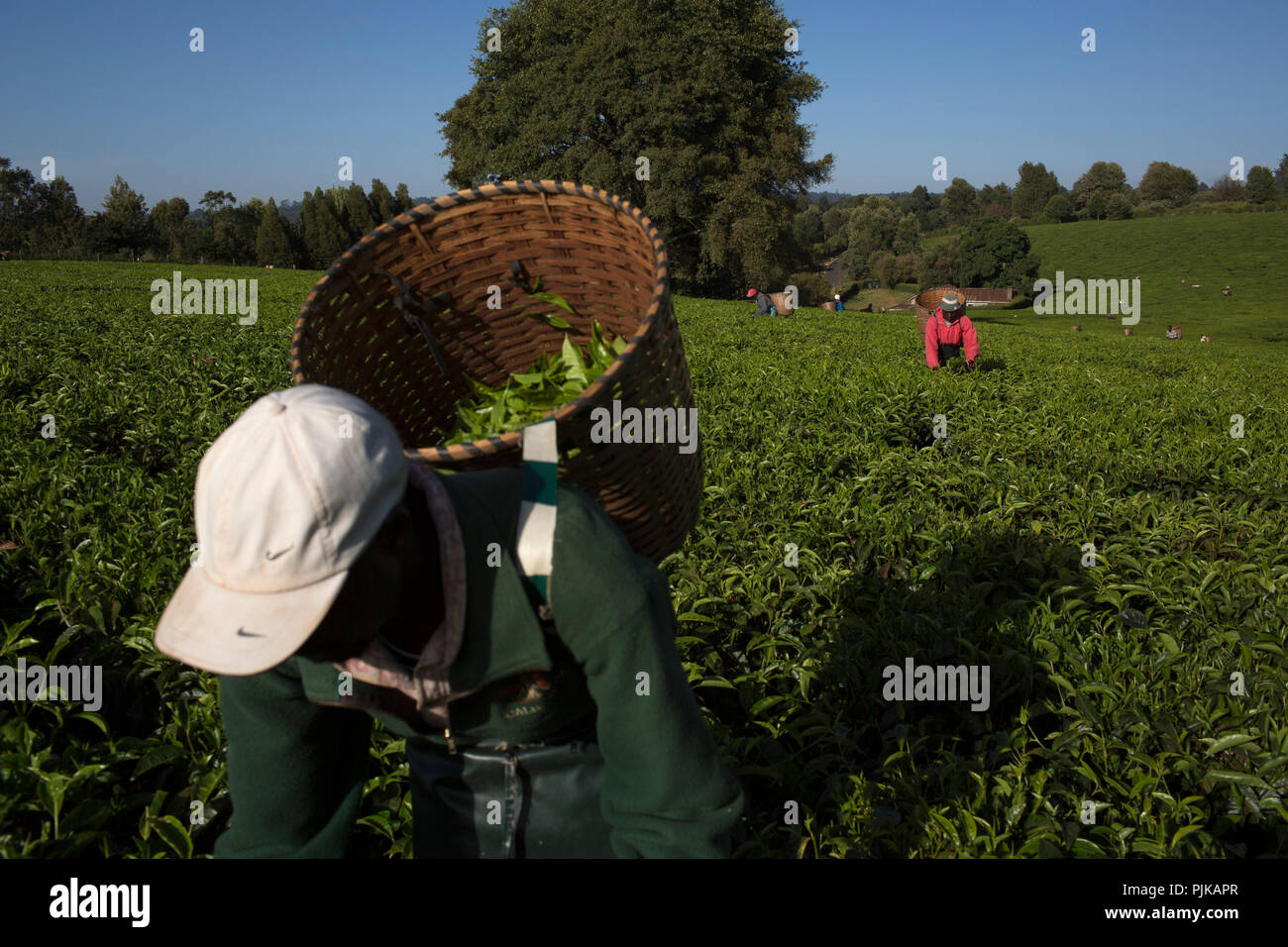 Maramba fabbrica di tè, Limuru, Kenya, febbraio 2015. Foto Stock