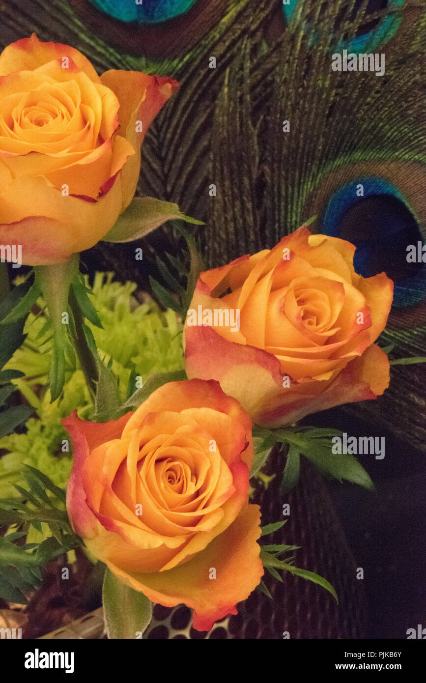 Peach colorate di rose provenienti in Bloom, peacock feather sfondo Foto Stock