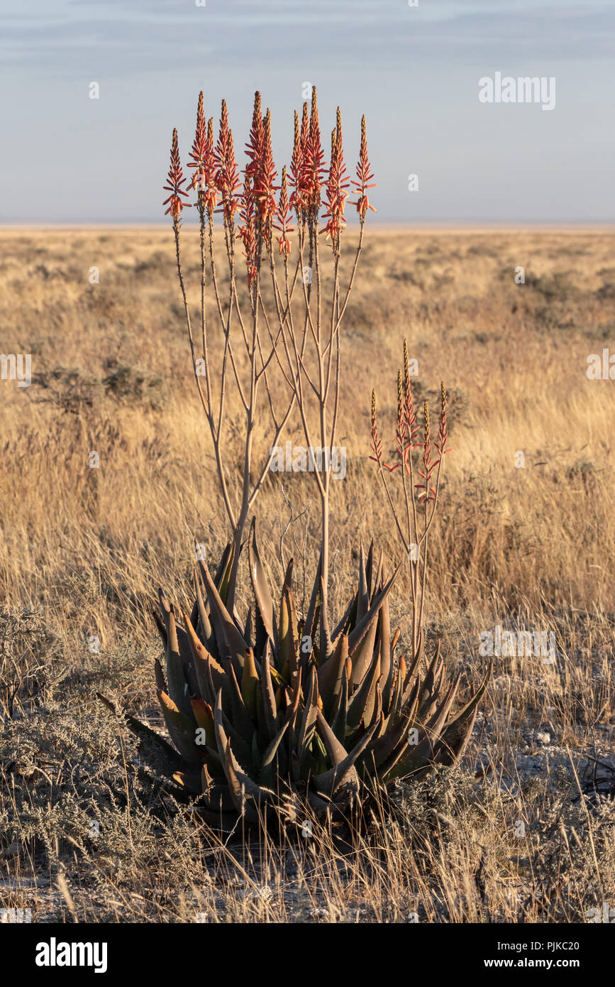 Fiore rosso fioritura aloe in giallo savana erba con cielo blu, il Parco Nazionale di Etosha, Namibia Foto Stock