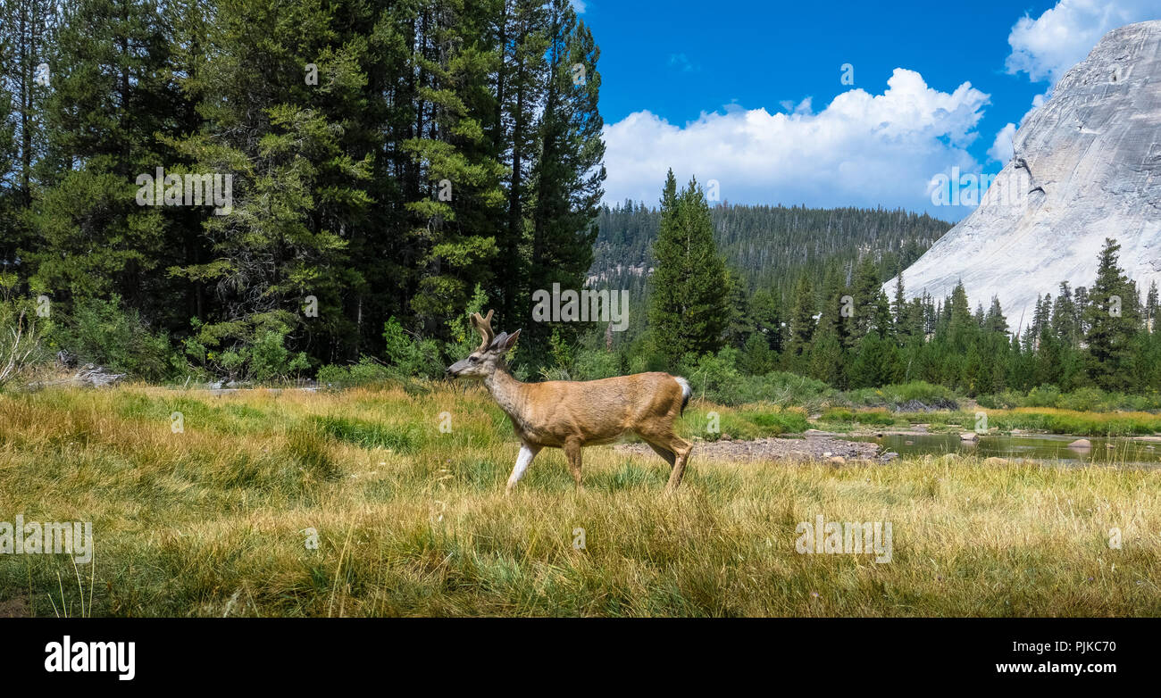 Buck Wild Mule Deer pascolano in erba di prato a Dome Lembert, Tuolumne Meadows - Parco Nazionale di Yosemite Foto Stock