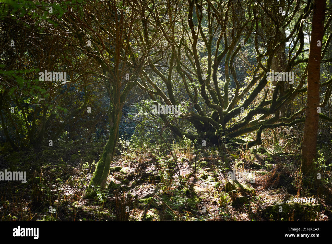 Di forma insolita rhododendron crescita in Arduaine giardini. Argyll. Impianto di polpo con coperte di muschio trunk. Foto Stock