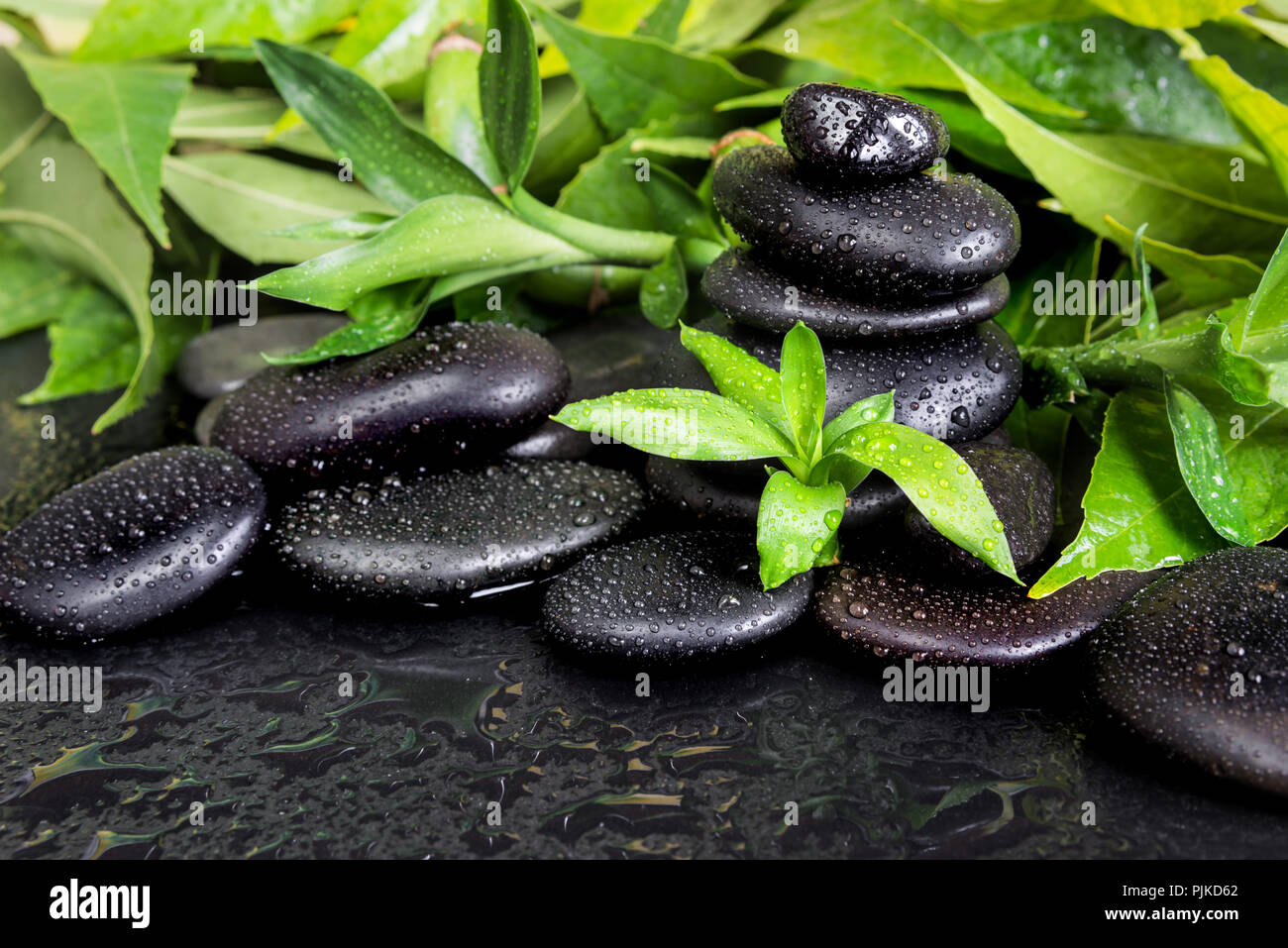 Concetto di Spa con il nero basalto pietre Massaggio e lussureggiante fogliame verde coperta con acqua scende su sfondo nero Foto Stock