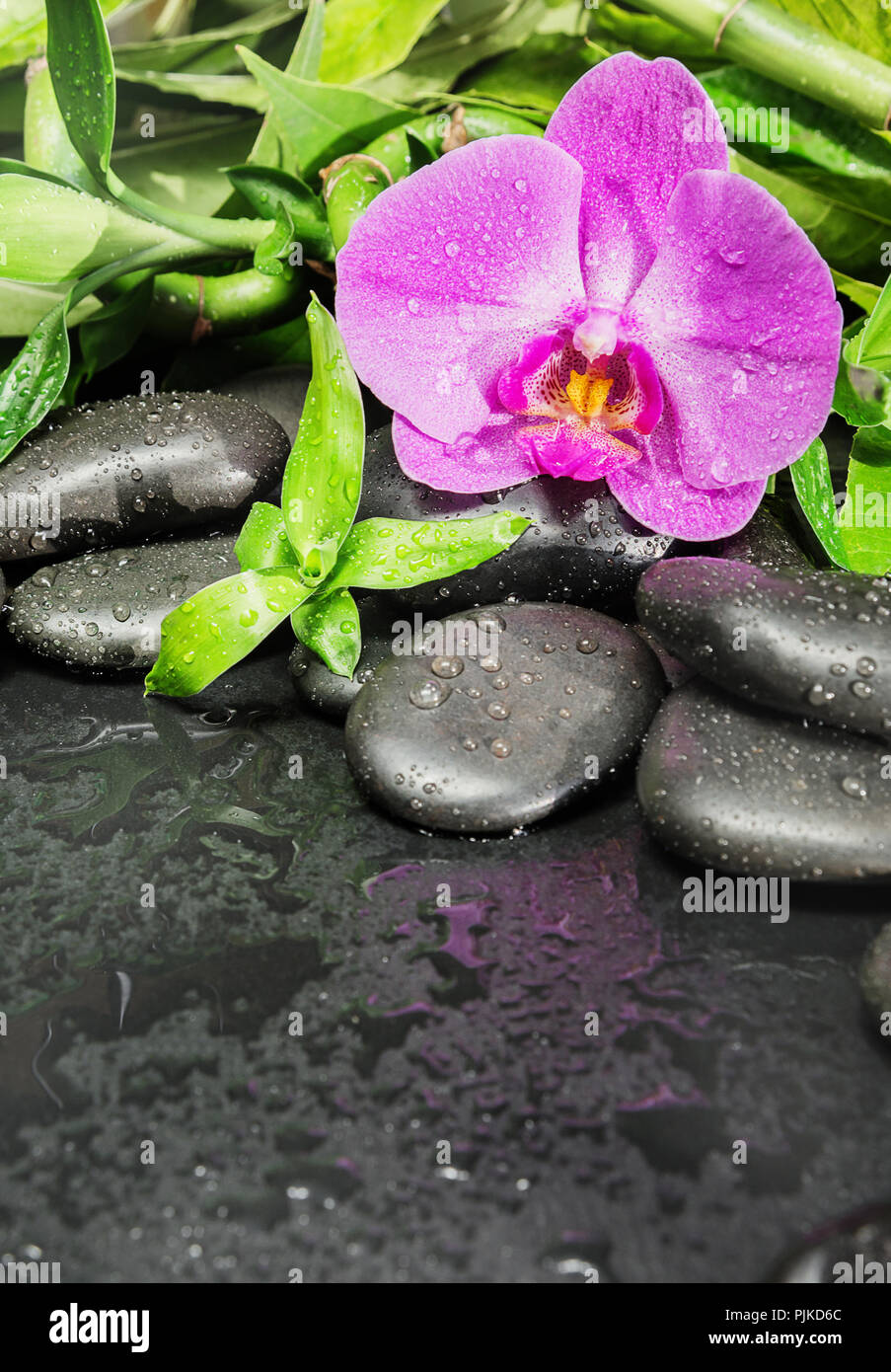 Concetto di Spa con il nero basalto pietre massaggio, rosa fiori di orchidea e lussureggiante fogliame verde coperta con acqua scende su sfondo nero Foto Stock