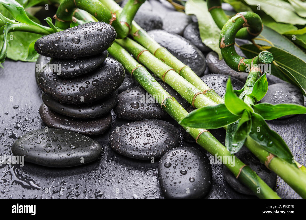 Concetto di Spa con il nero basalto pietre Massaggio e lussureggiante fogliame verde coperta con acqua scende su sfondo nero Foto Stock