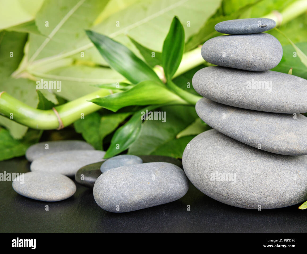 Concetto di Spa con il grigio basalto pietre Massaggio e lussureggiante fogliame verde su sfondo nero Foto Stock