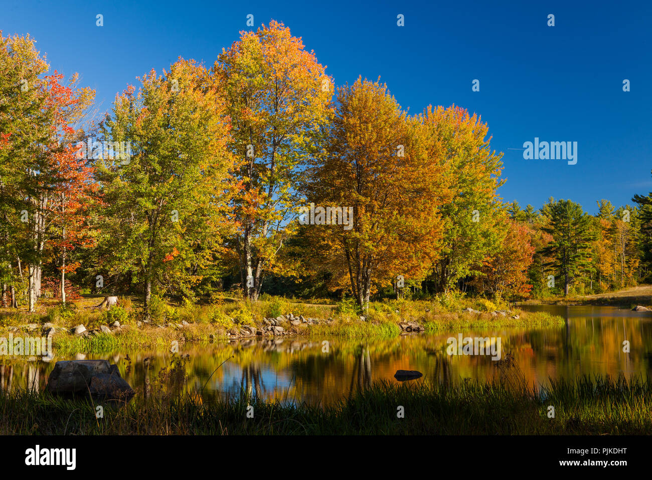 Herbstwald am Mills Pond des Canterbury Shaker Village Foto Stock