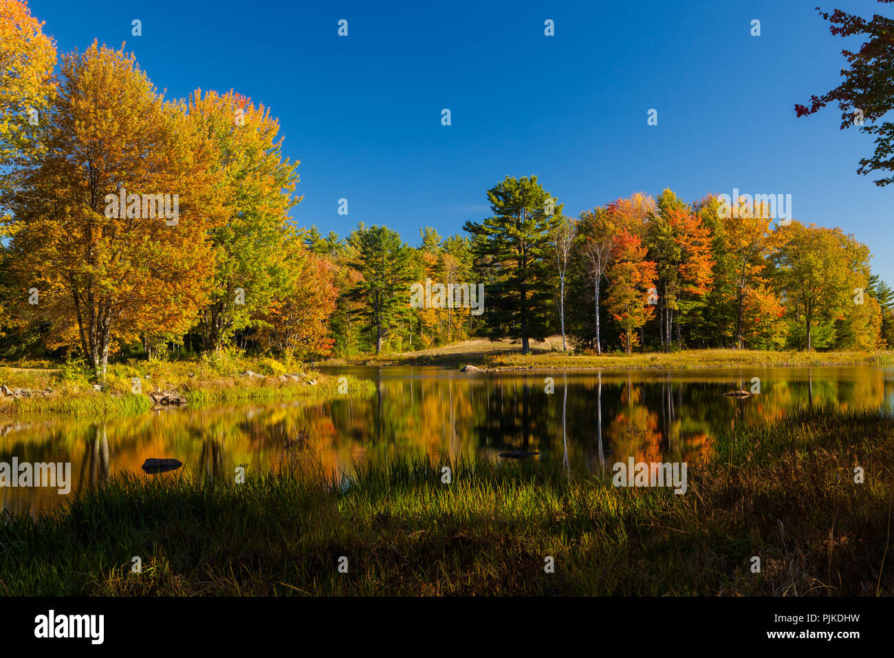Herbstwald am Mills Pond des Canterbury Shaker Village Foto Stock