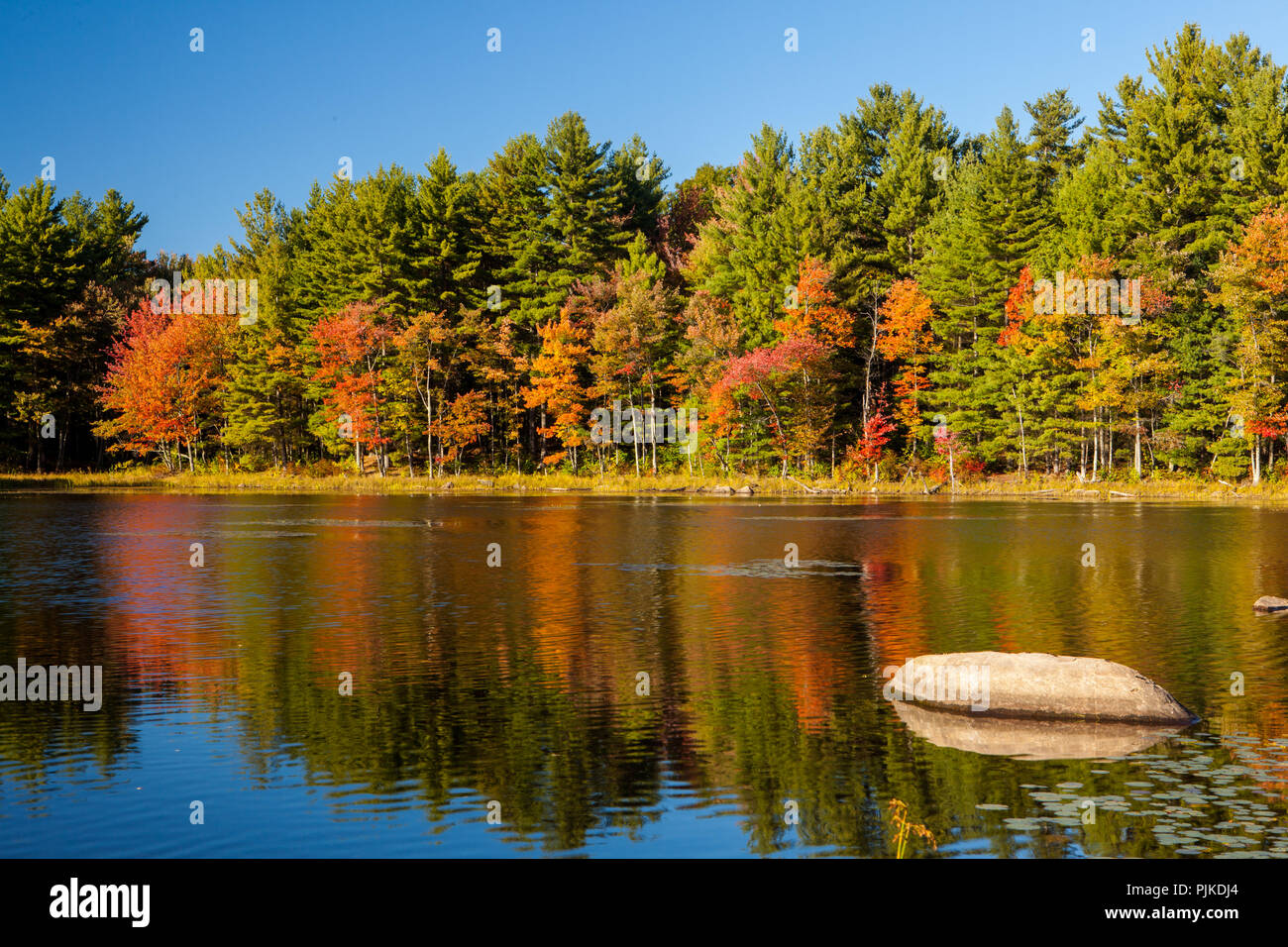 Herbstwald am Mills Pond des Canterbury Shaker Village Foto Stock