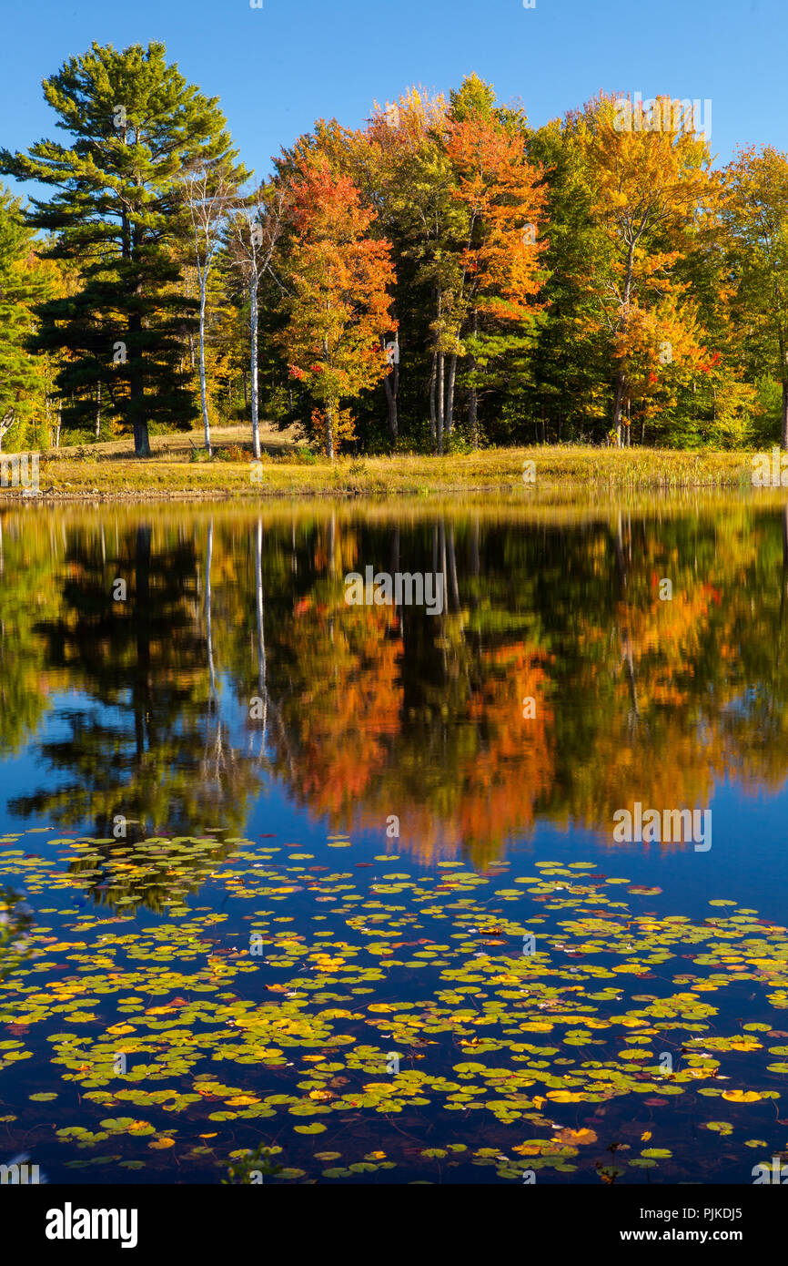 Herbstwald am Mills Pond des Canterbury Shaker Village Foto Stock