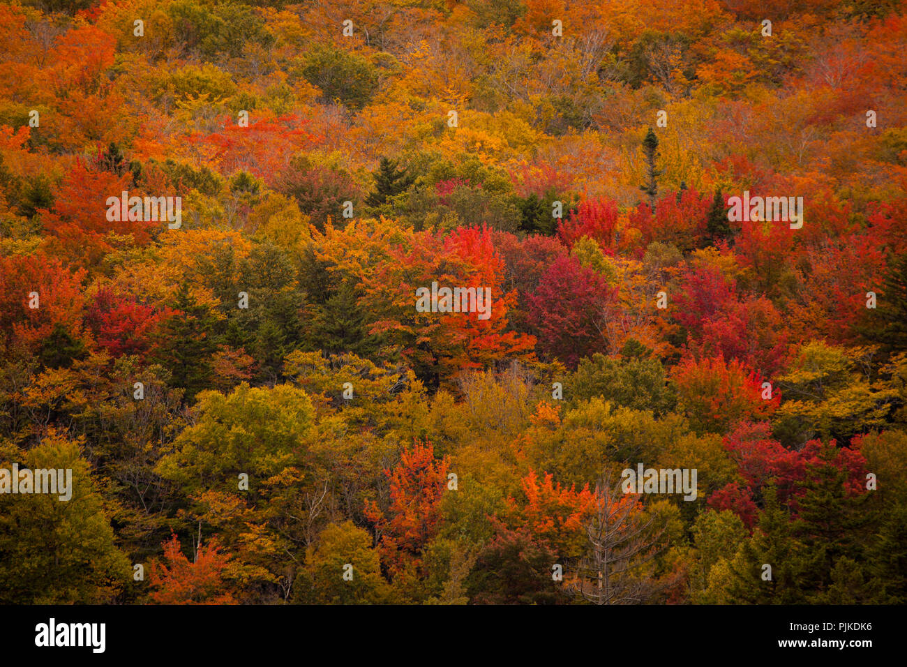 Herbstwald am autostrada 302 nahe Bretton Woods Foto Stock