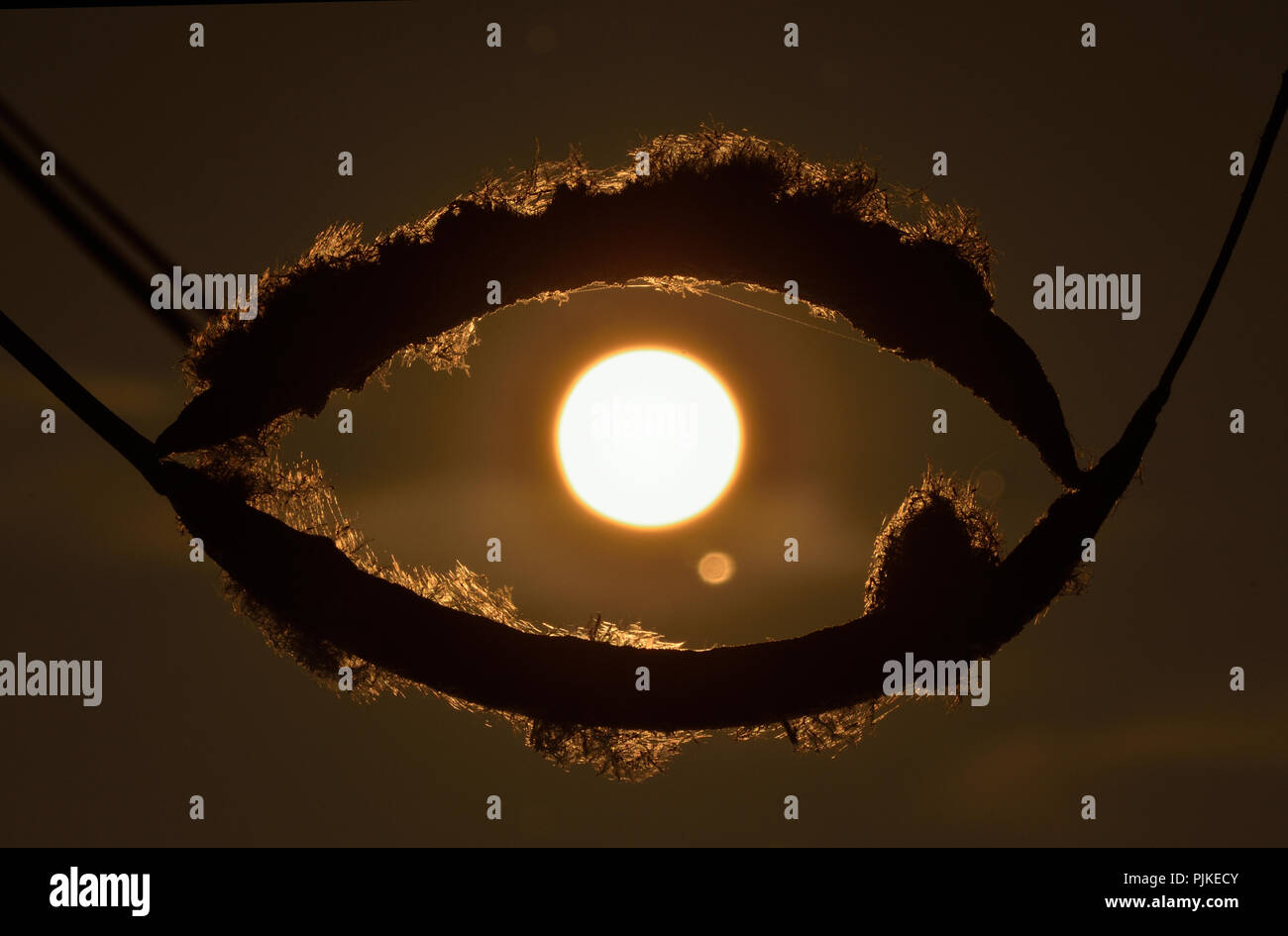 Occhio impressione data da un seme e sunrise. Il Parco del Ticino Italia Foto Stock