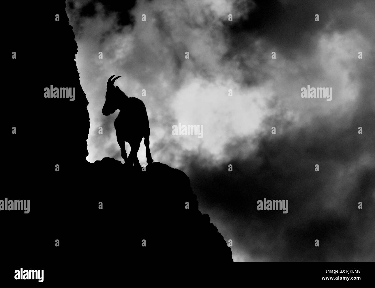 Silhouette di uno stambecco (Capra ibex). Il Parco Nazionale del Gran Paradiso Foto Stock