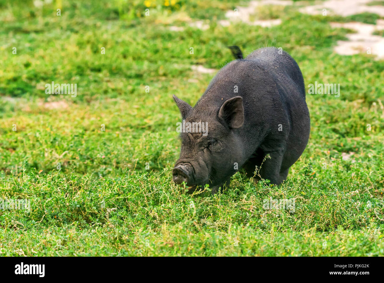 Carino divertente nero attivo maiale vietnamita per esterno Foto Stock
