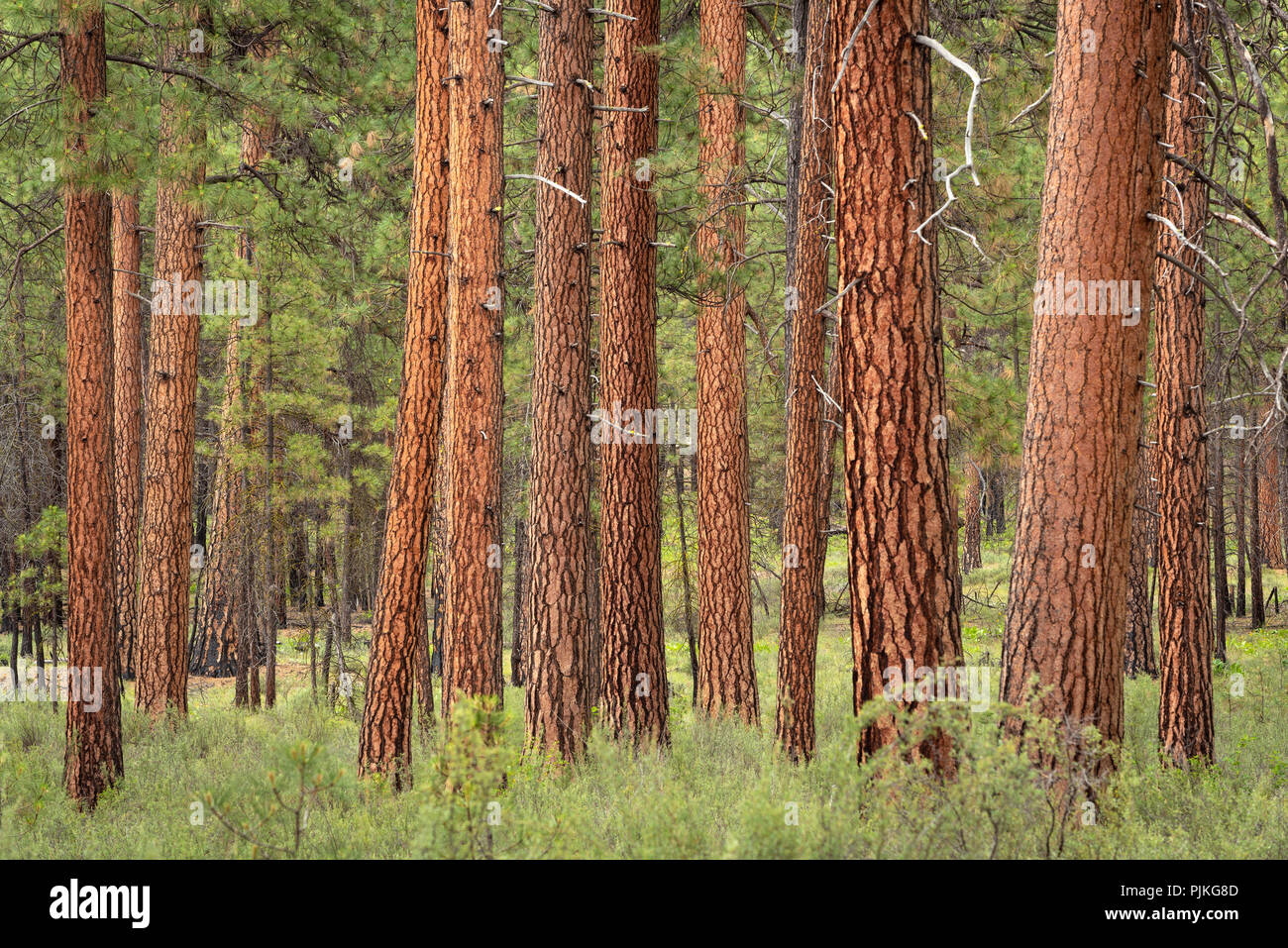 Ponderosa Pine Trees nel fiume Metolius Area Naturale, Deschutes National Forest, central Oregon. Foto Stock
