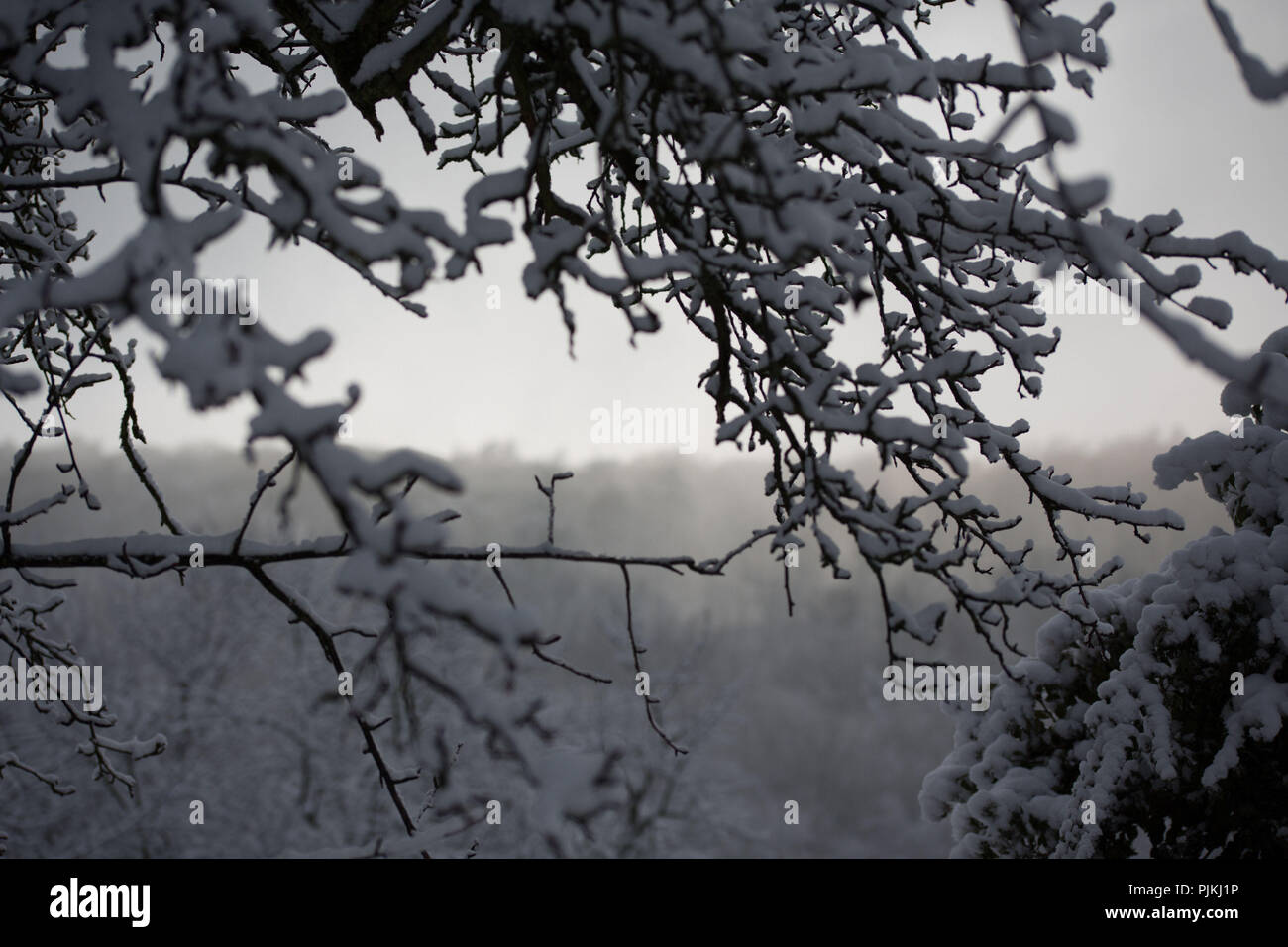 Alberi innevati, rami in primo piano Foto Stock