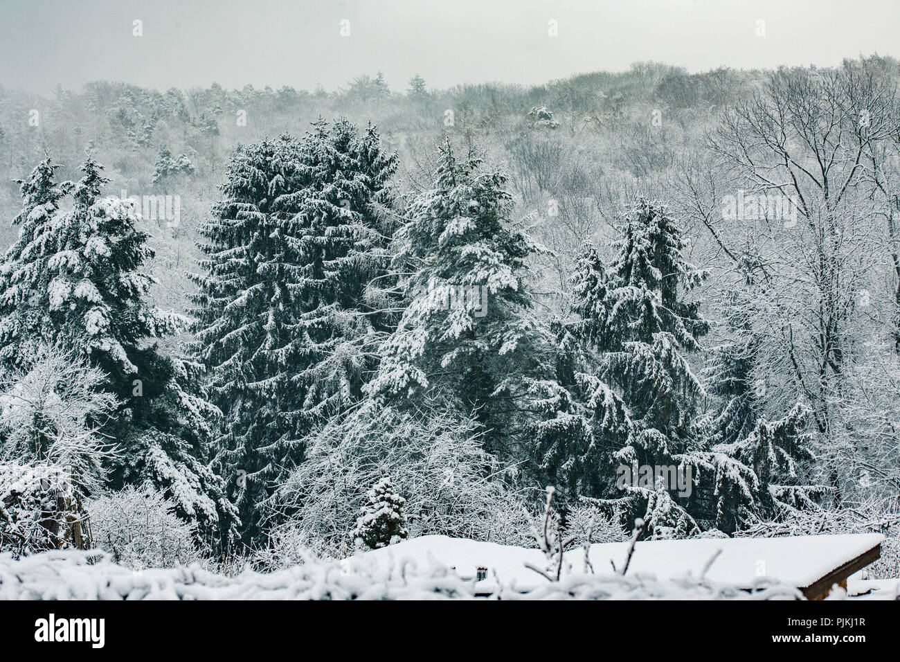 Abeti con neve e alberi innevati in background Foto Stock