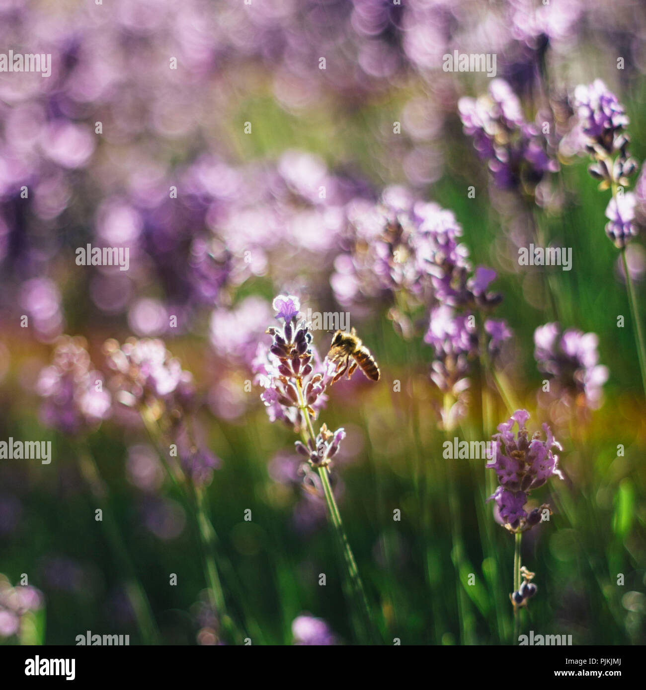 Fioritura di lavanda in estate il sole, Foto Stock