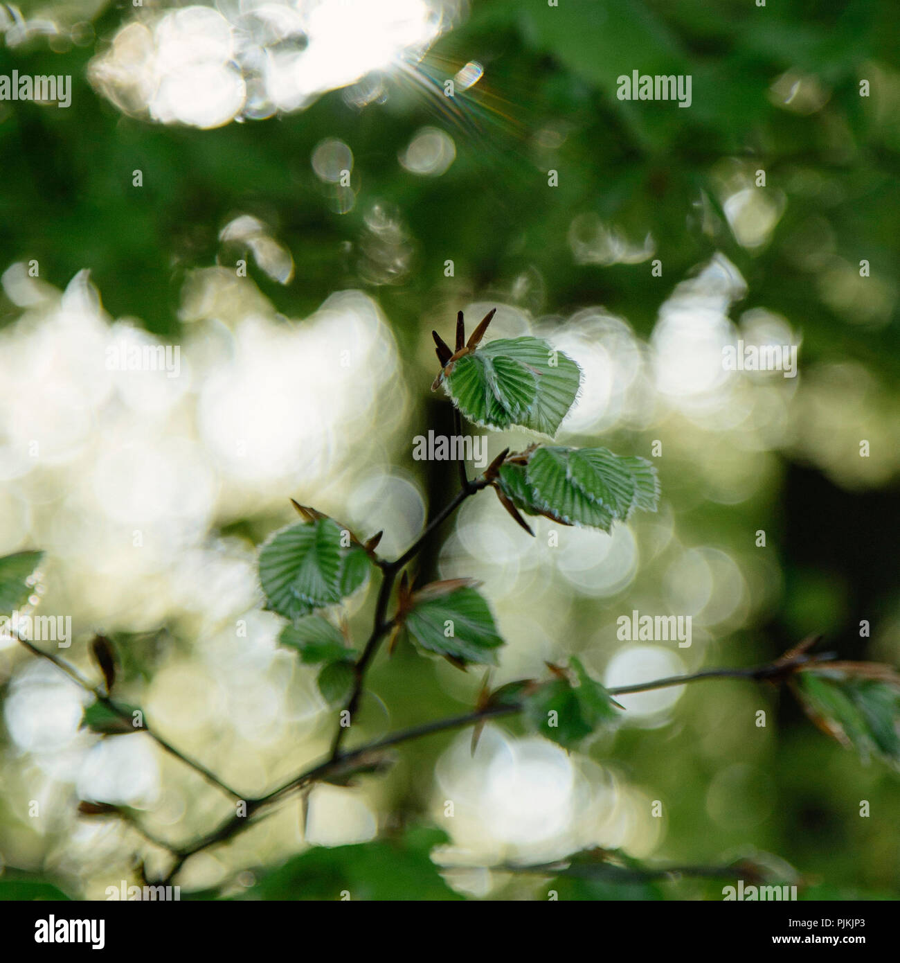 Giovani foglie di faggio nel bosco sotto la luce diretta del sole, Foto Stock