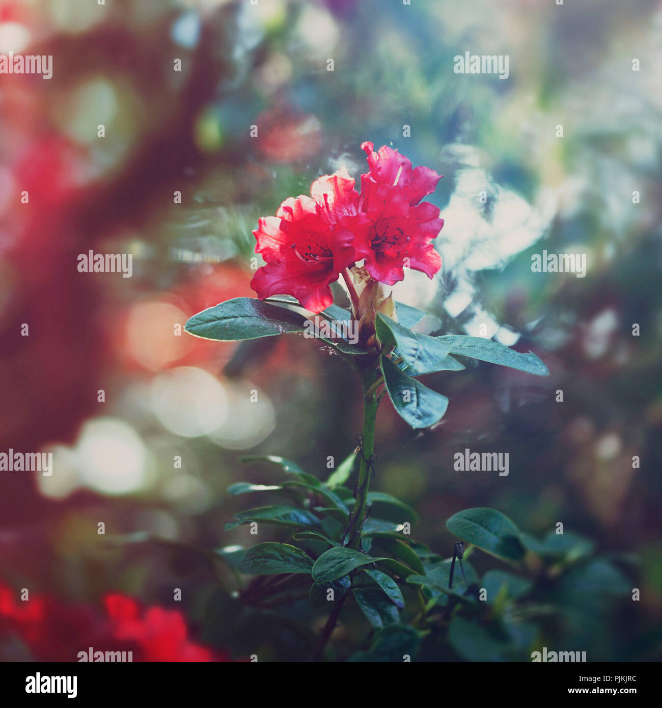 Rododendri in piena fioritura rossa nel sole di primavera, Foto Stock