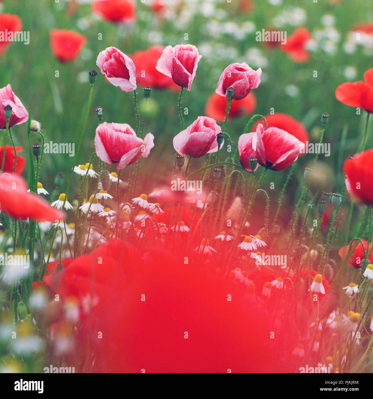 I colori rosso e rosa fiori di papavero in un campo di fiori, fra di loro vi è anche la camomilla, Foto Stock