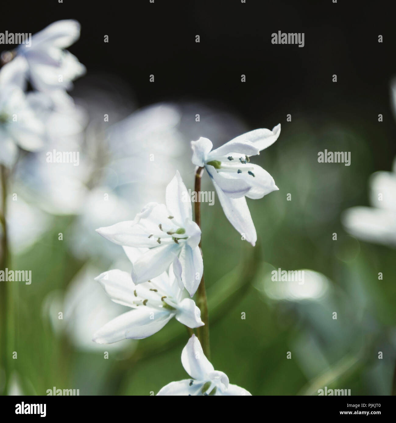 Squill bianco fiori nel parco, Foto Stock