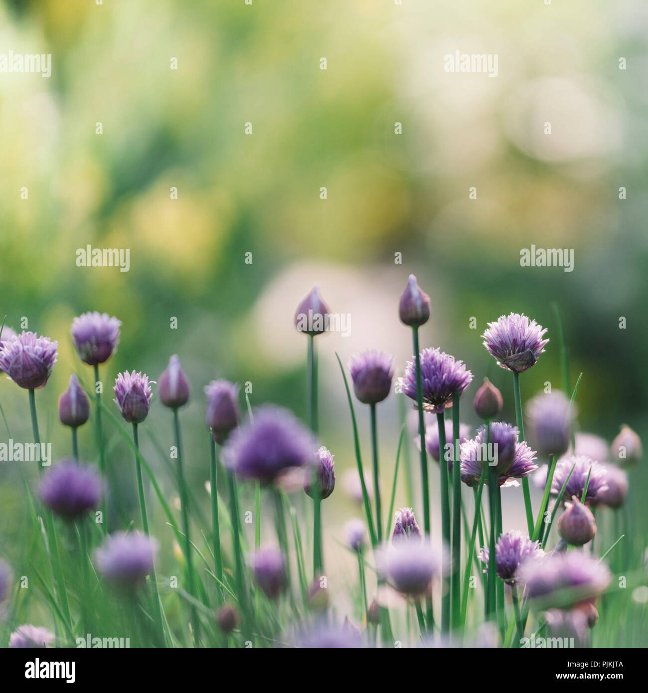 Fioritura di erba cipollina in giardino Foto Stock