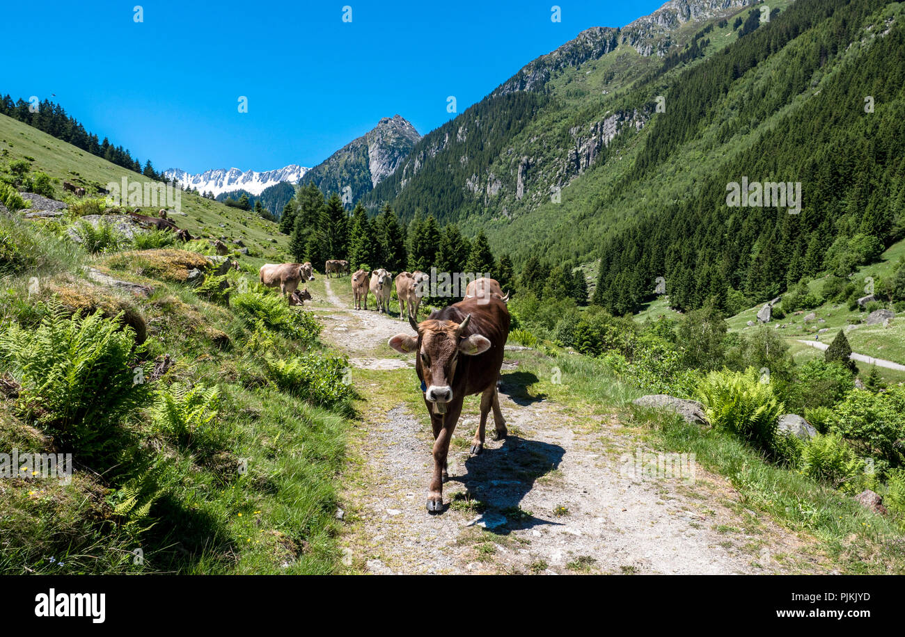 Vacche nelle Alpi, animale incontro Foto Stock