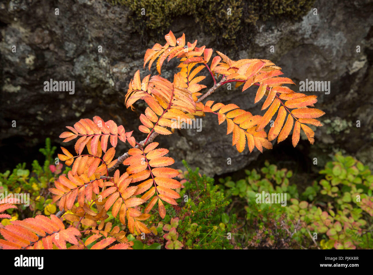 L'Islanda, campo di lava, autunnale di cenere, rosso-giallo Foto Stock