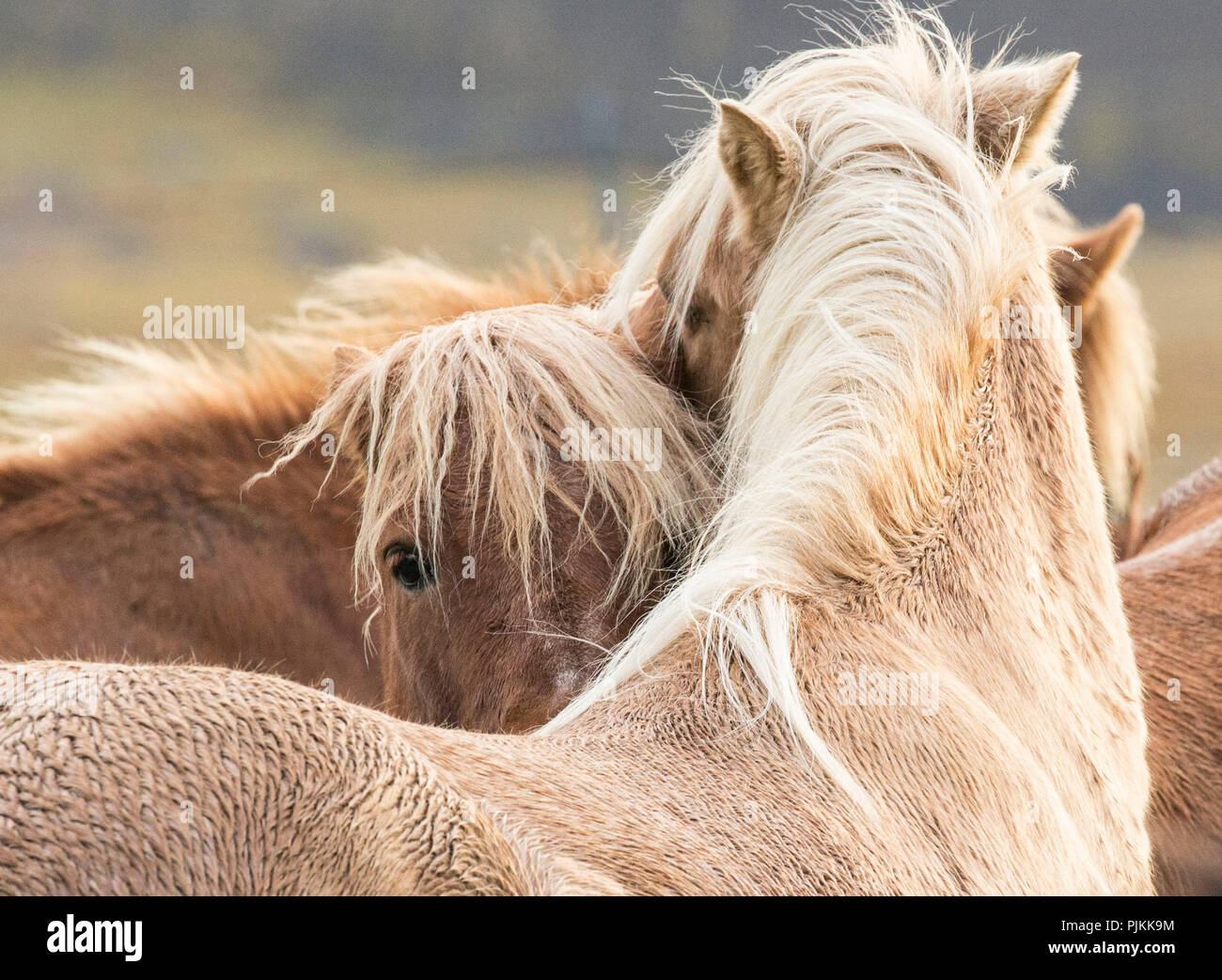 L'Islanda, due bagnato cavalli islandesi, un cavallo guardando nella telecamera Foto Stock