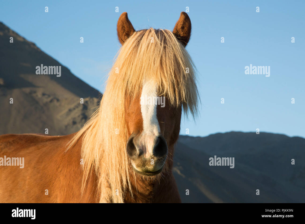 L'Islanda, marrone cavallo islandese, nella parte anteriore della montagna, bionda, orecchie fino Foto Stock